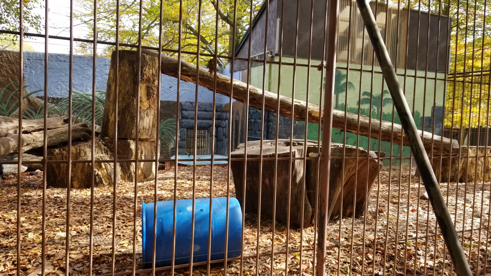 Catoctin Wildlife Preserve - Sun bears