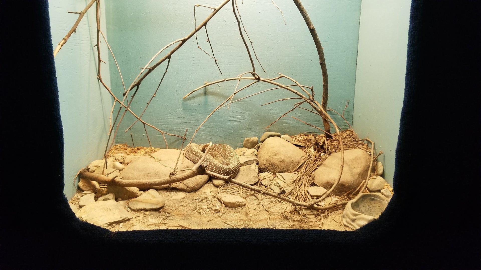 Catoctin Wildlife Preserve - Uracoan Rattlesnake