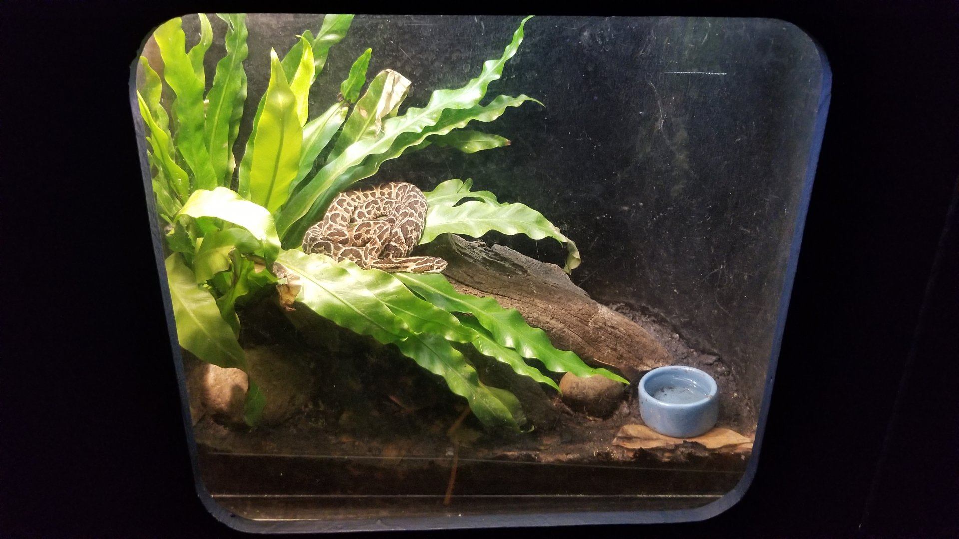 Catoctin Wildlife Preserve - Urutu