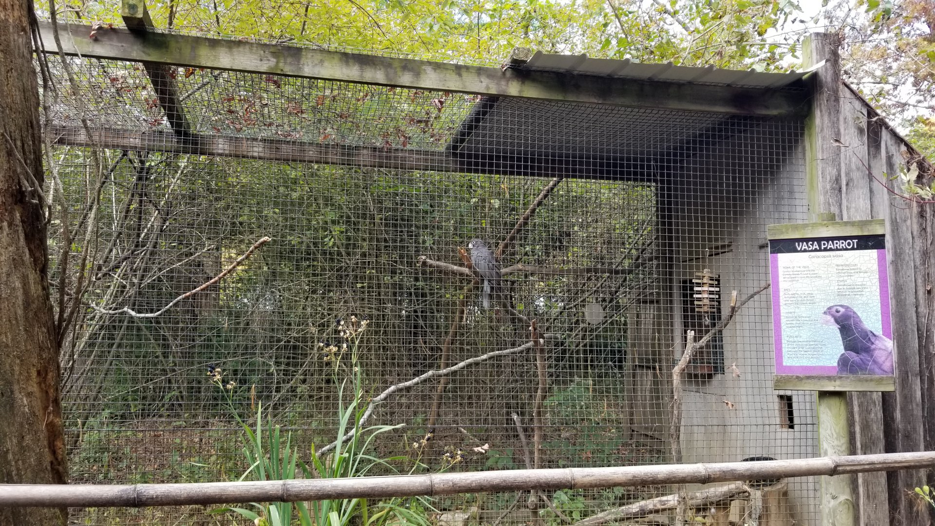 Catoctin Wildlife Preserve - Vasa Parrot, sign indicates Greater