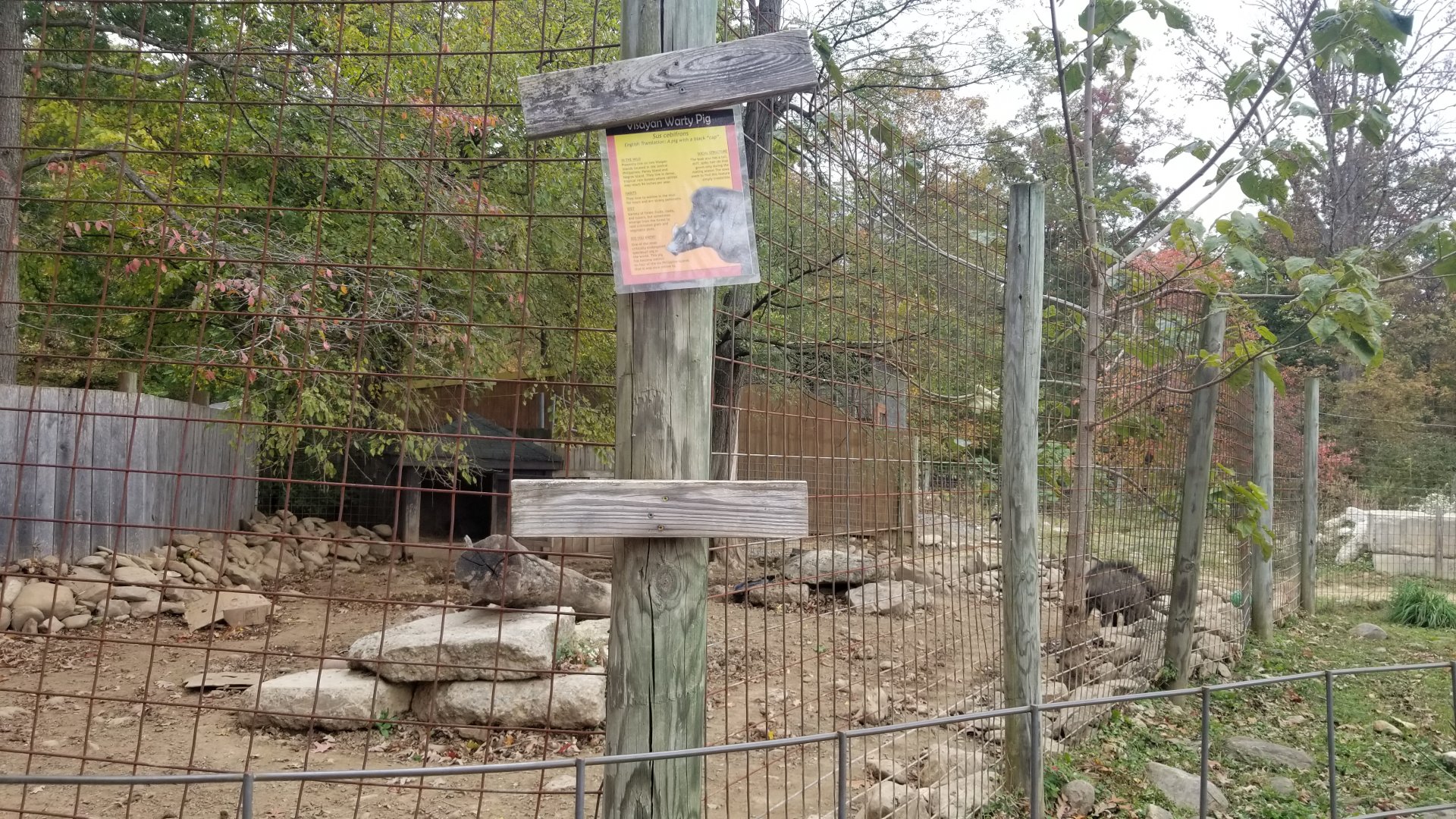 Catoctin Wildlife Preserve - Visayan Warty Pig