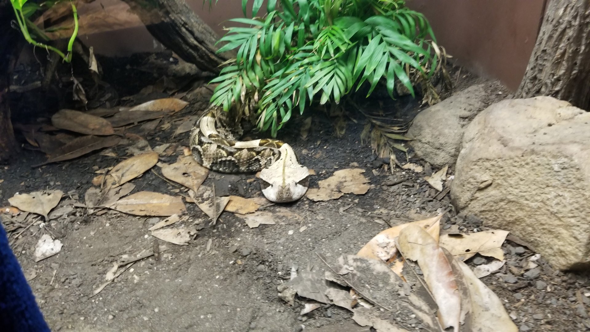 Catoctin Wildlife Preserve - West African Gaboon Viper