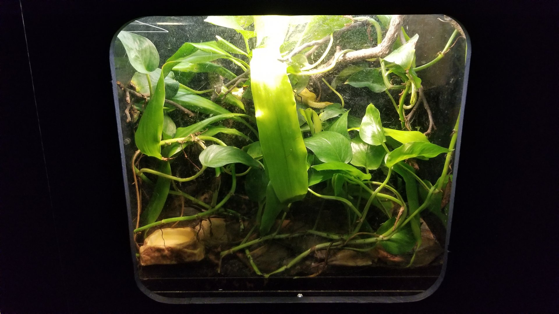 Catoctin Wildlife Preserve - "Wetar Island Pit Viper", White-lipped Island Pit Viper