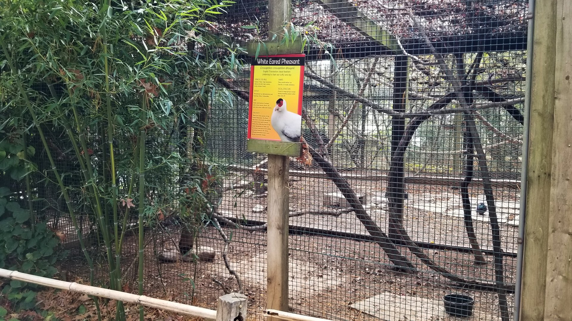 Catoctin Wildlife Preserve - White-eared Pheasant
