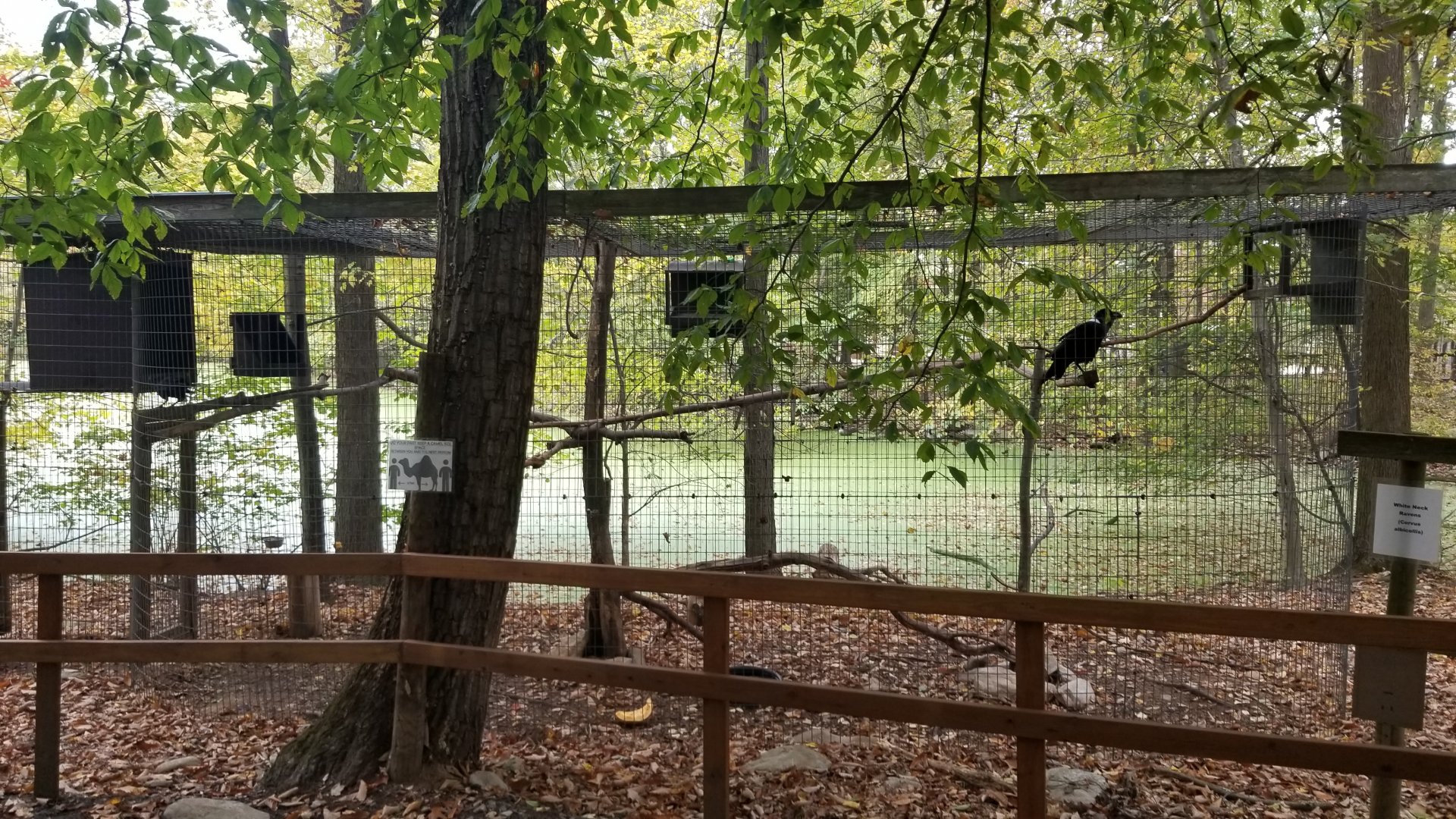Catoctin Wildlife Preserve - White neck ravens