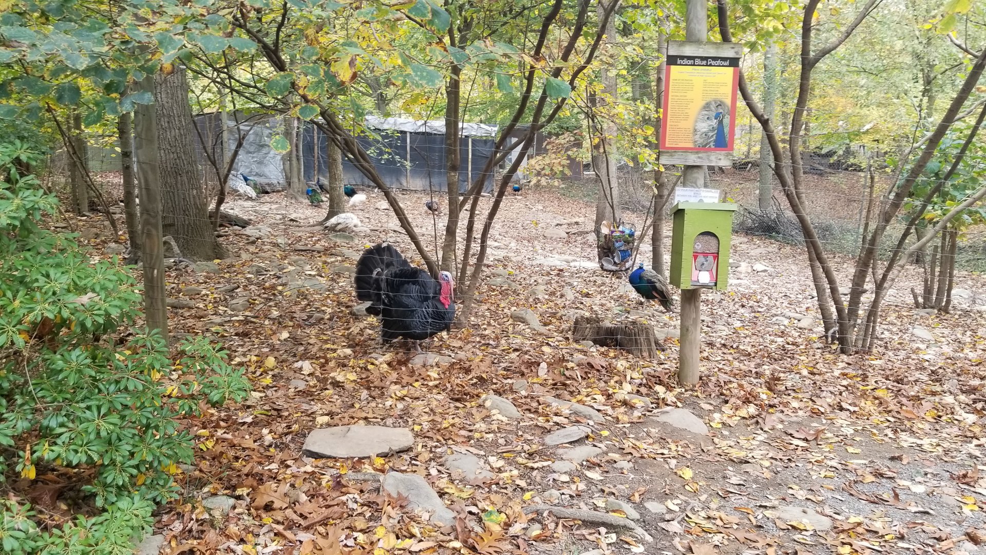 Catoctin Wildlife Preserve - Wild Turkey, Indian Peafowl