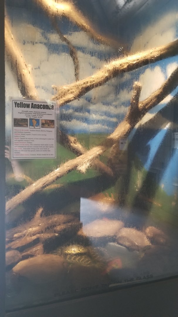 Catoctin Wildlife Preserve - Yellow anaconda