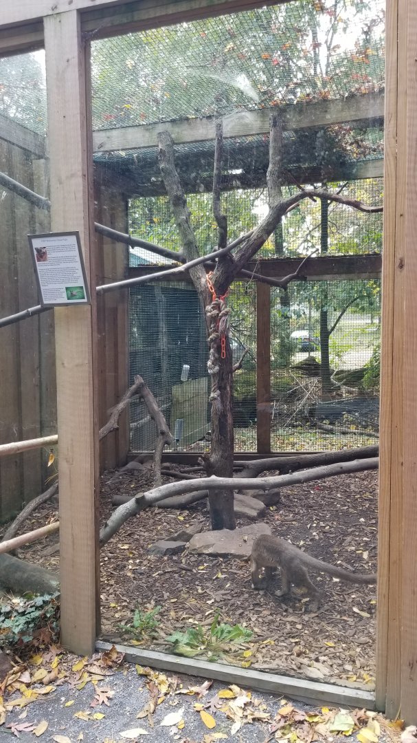 Catoctin Wildlife Preserve - Young fossa exhibit