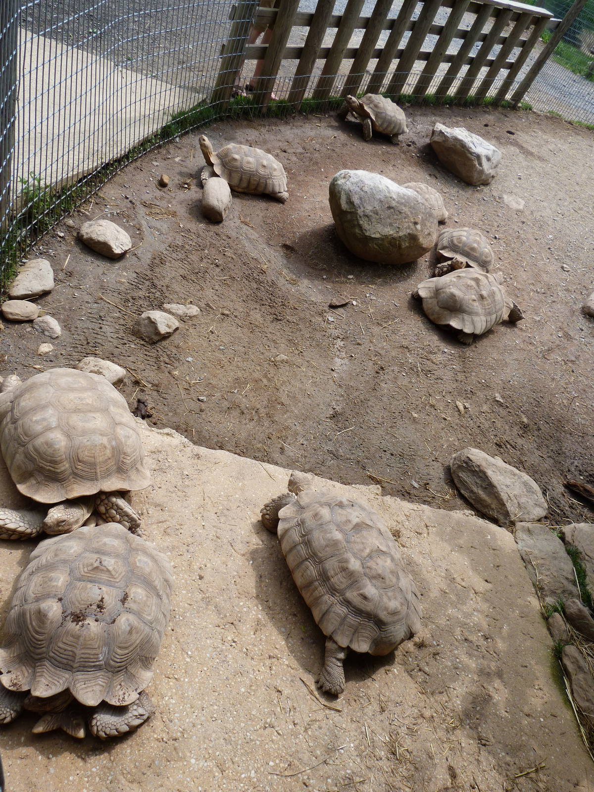 Catoctin Zoo -- African Spurred Tortoise Yard