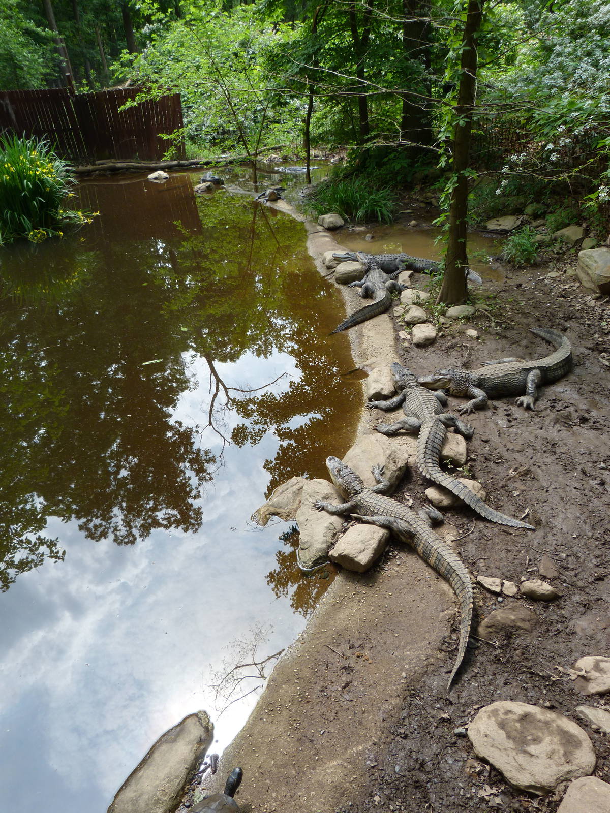 Catoctin Zoo -- Alligator Bayou
