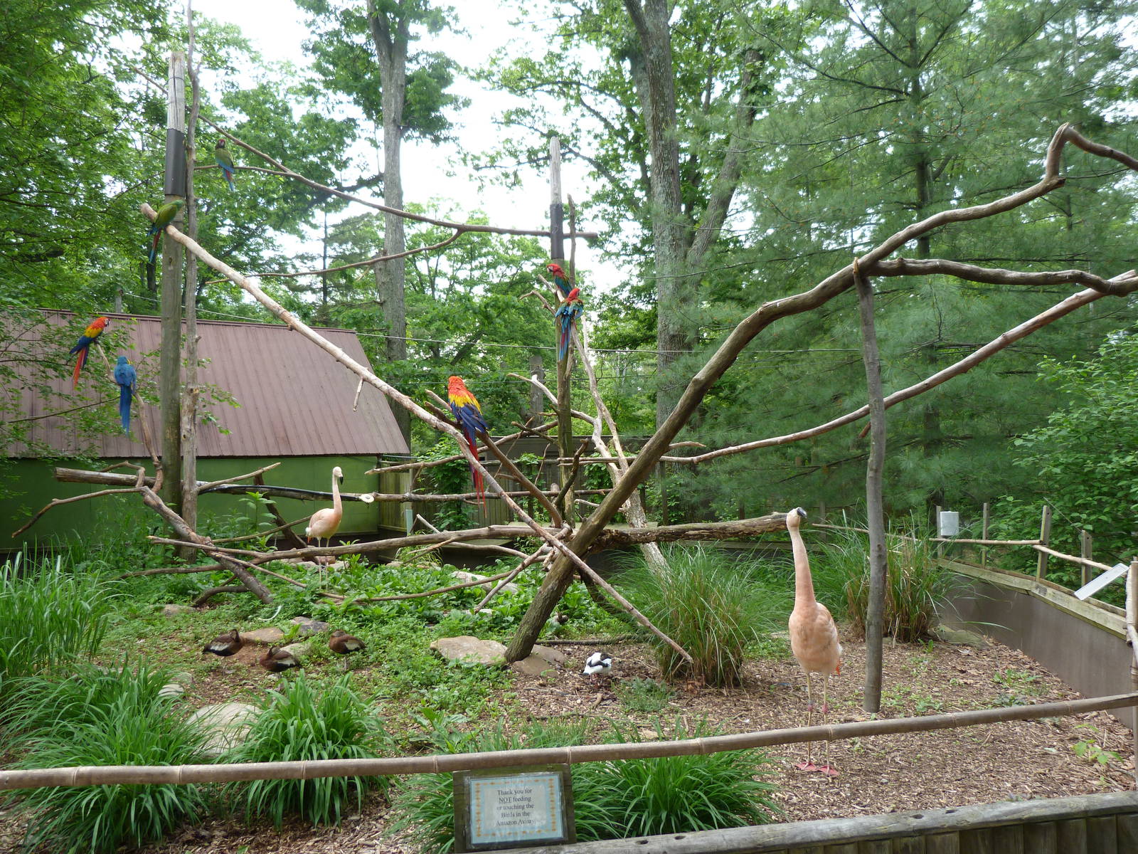 Catoctin Zoo -- Amazon Aviary