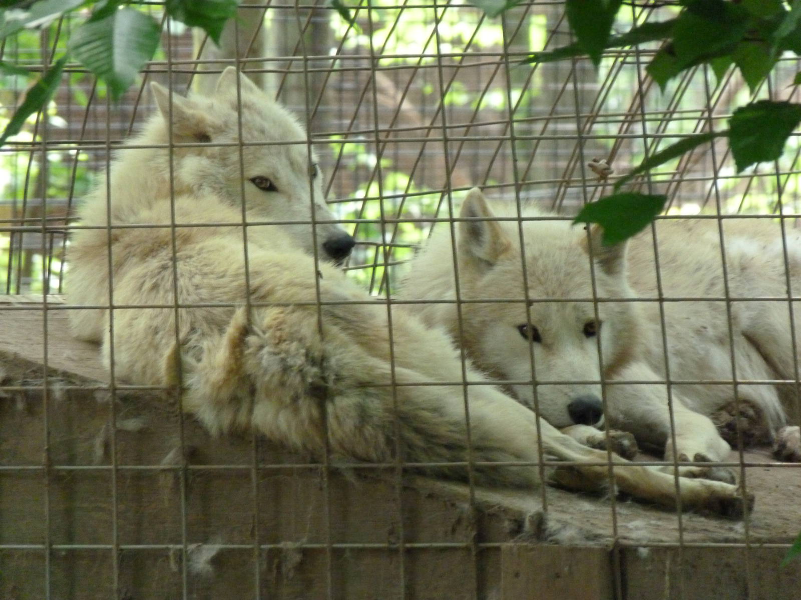 Catoctin Zoo -- Arctic Wolves
