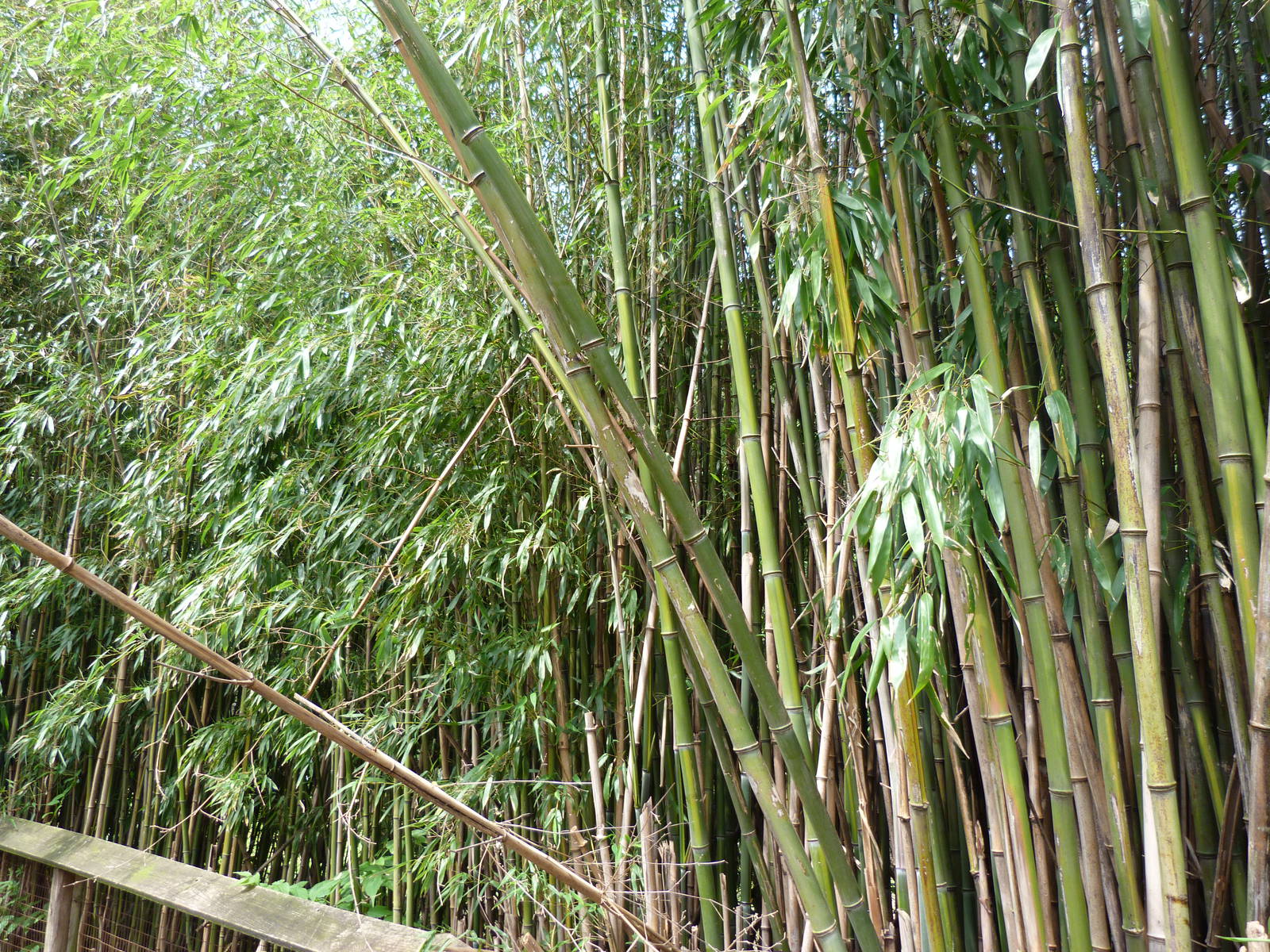 Catoctin Zoo -- Bamboo Along the Trail