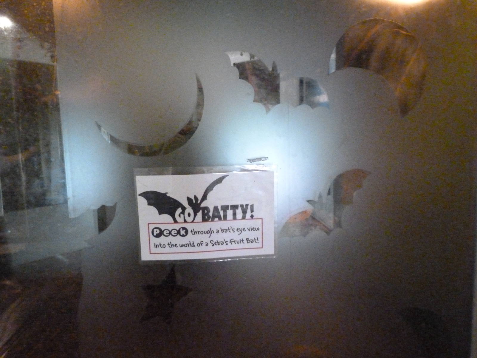 Catoctin Zoo -- Bat Exhibit