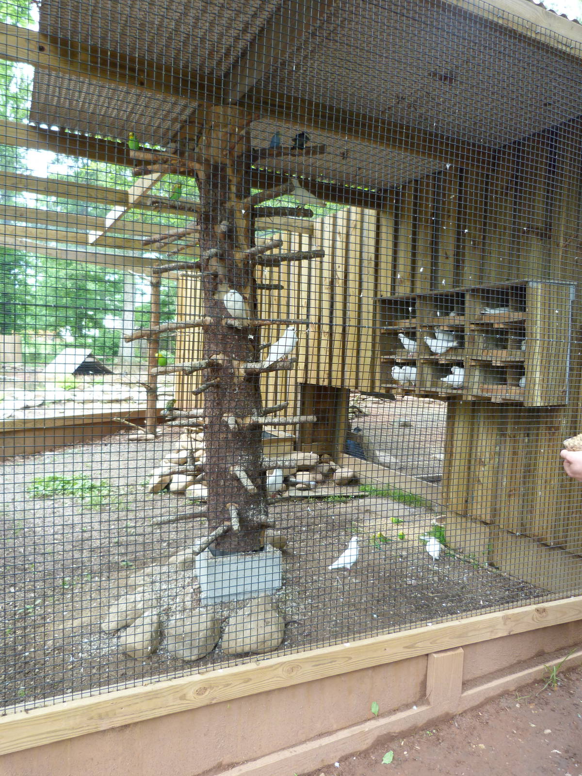 Catoctin Zoo -- Bird Aviary