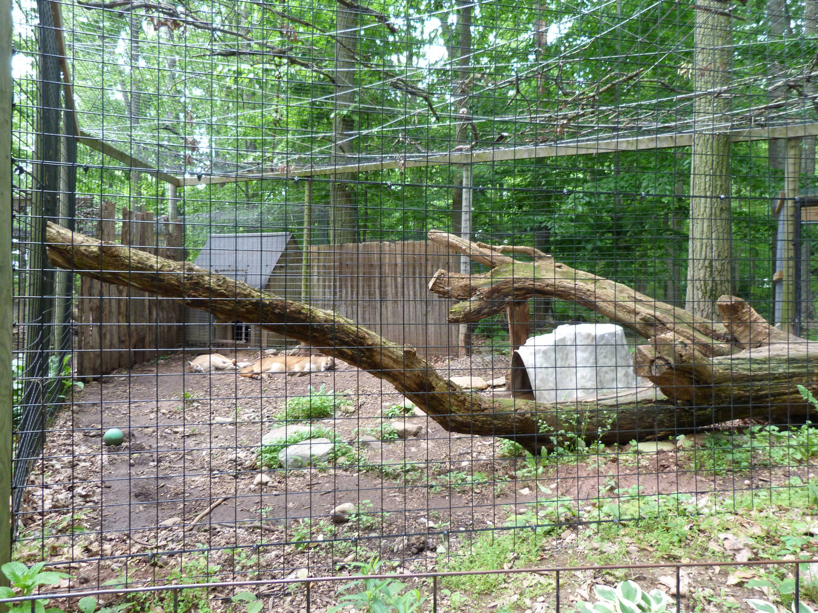 Catoctin Zoo -- Cougar Exhibit