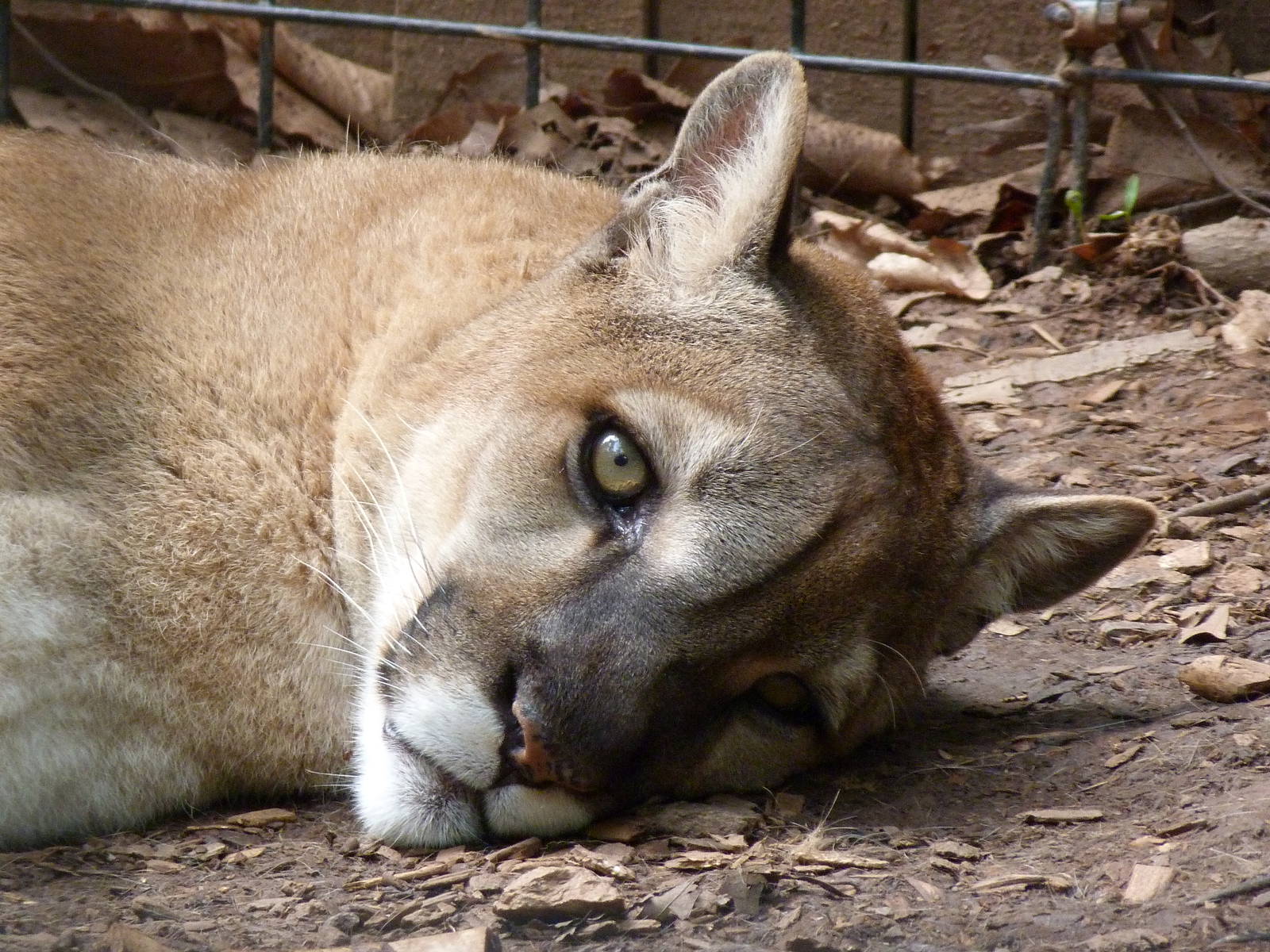 Catoctin Zoo -- Cougar