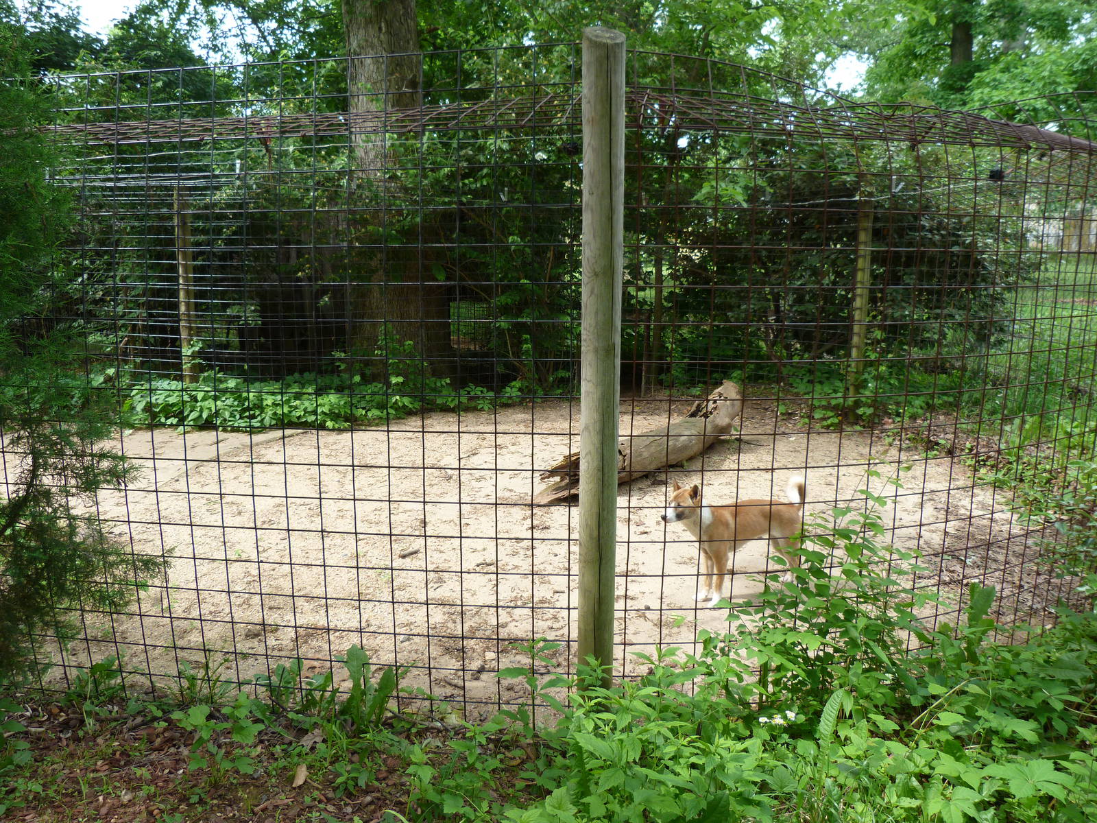 Catoctin Zoo -- Dingo Exhibit