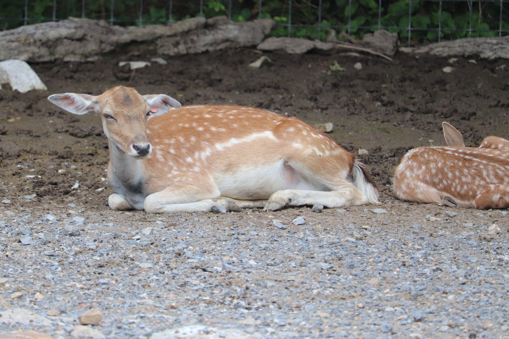 Catoctin Zoo - Eurasian Fallow Deer