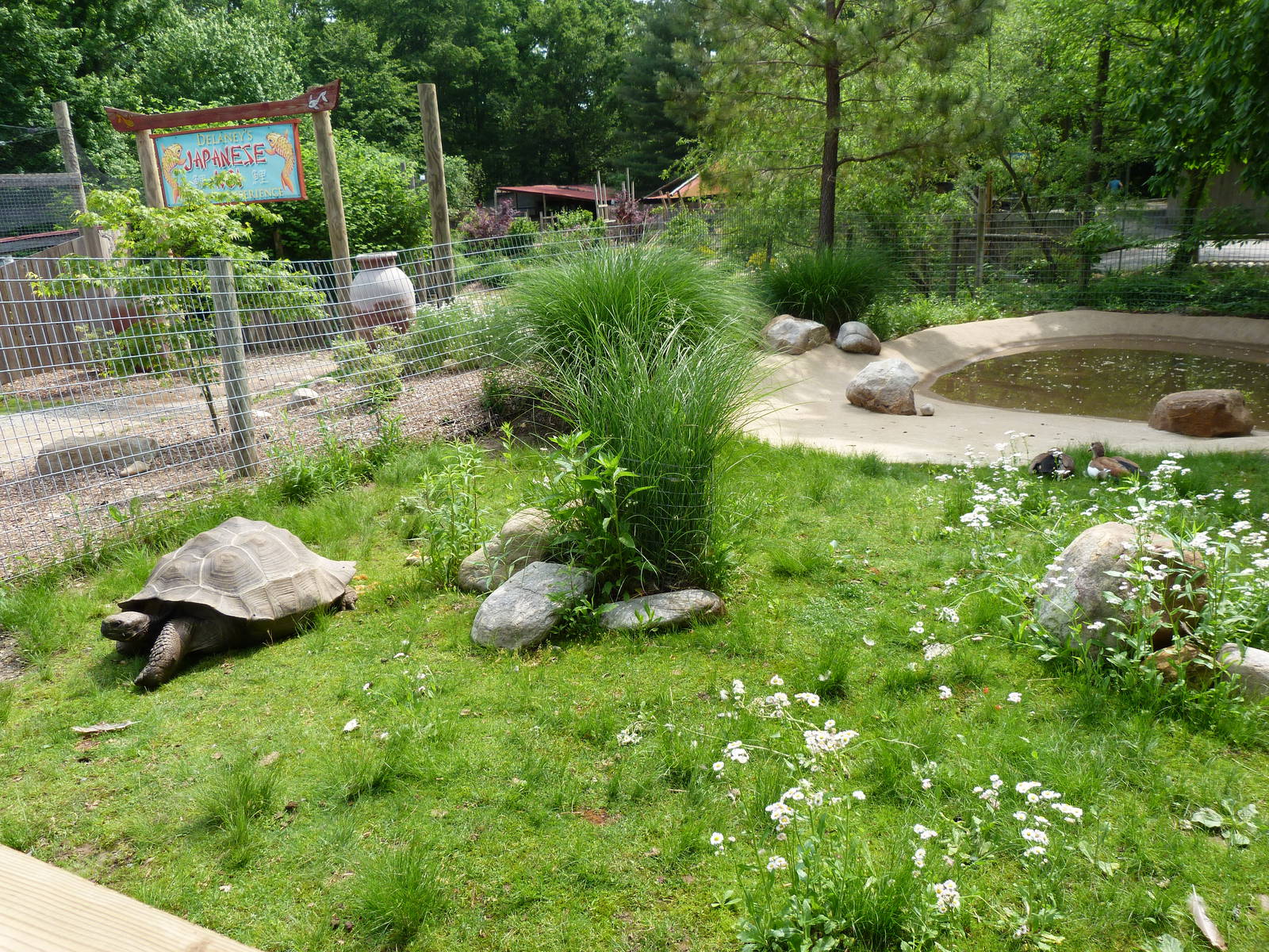 Catoctin Zoo -- Galapagos Tortoise Yard