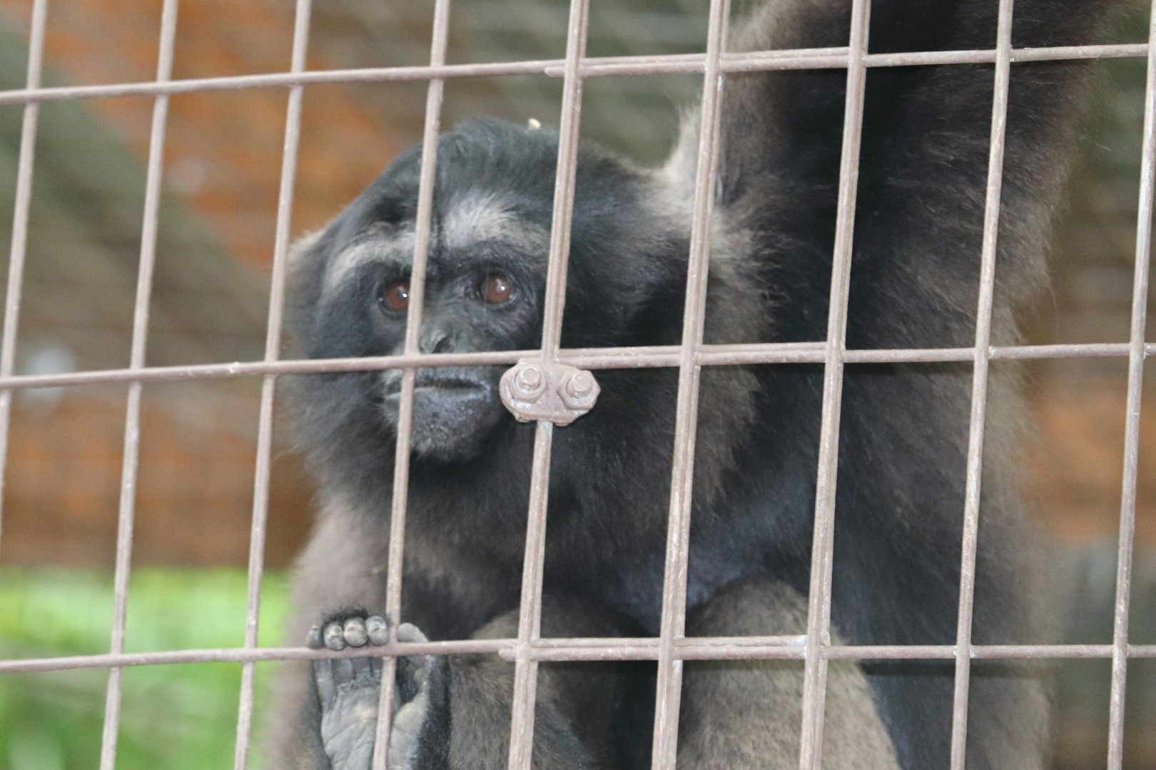 Catoctin Zoo - Gibbon