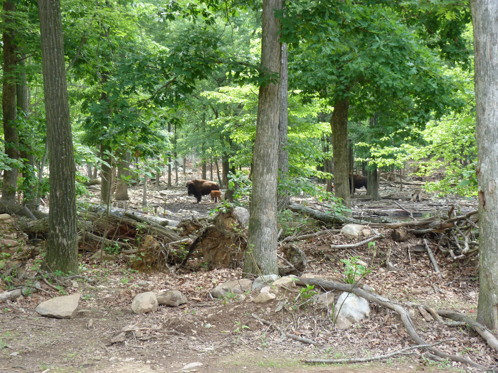 Catoctin Zoo -- Glimpse of Wooded Area