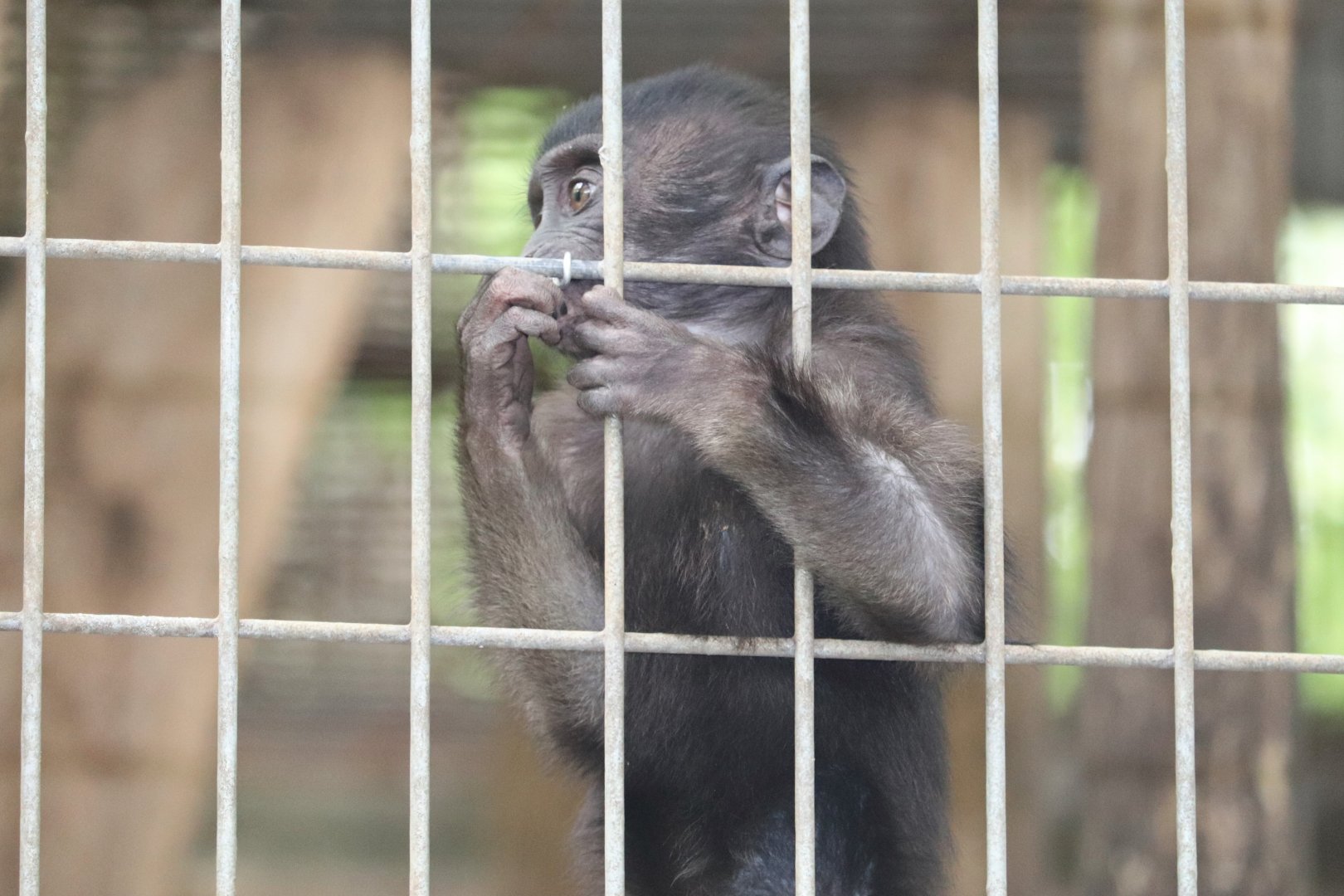 Catoctin Zoo - Grey-Armed Macaque