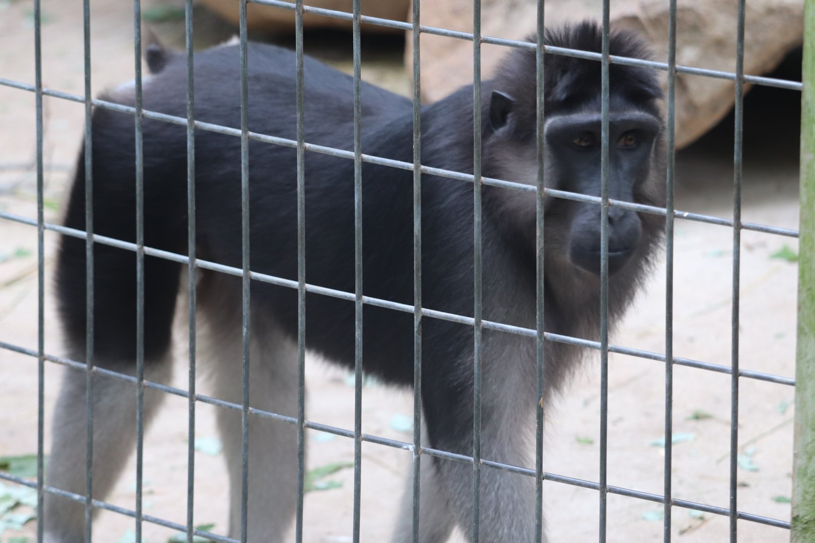 Catoctin Zoo - Grey-Armed Macaque