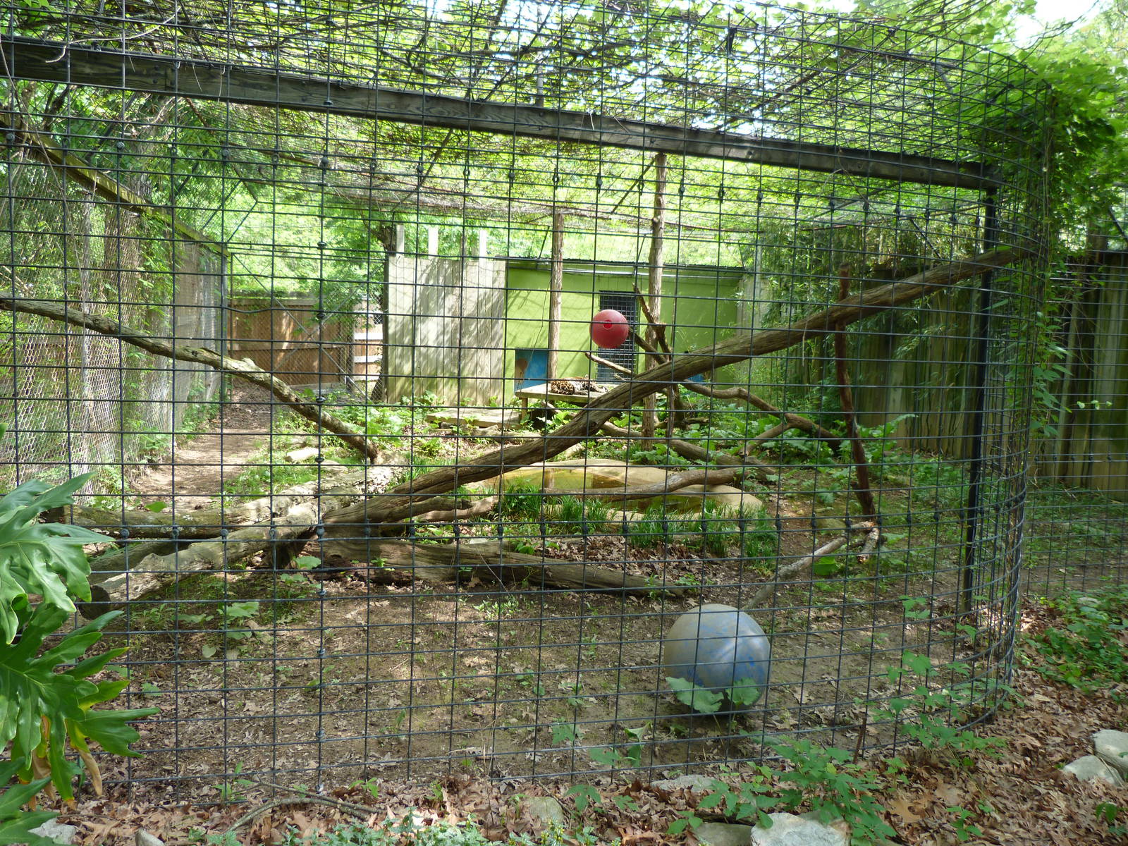 Catoctin Zoo -- Jaguar Exhibit