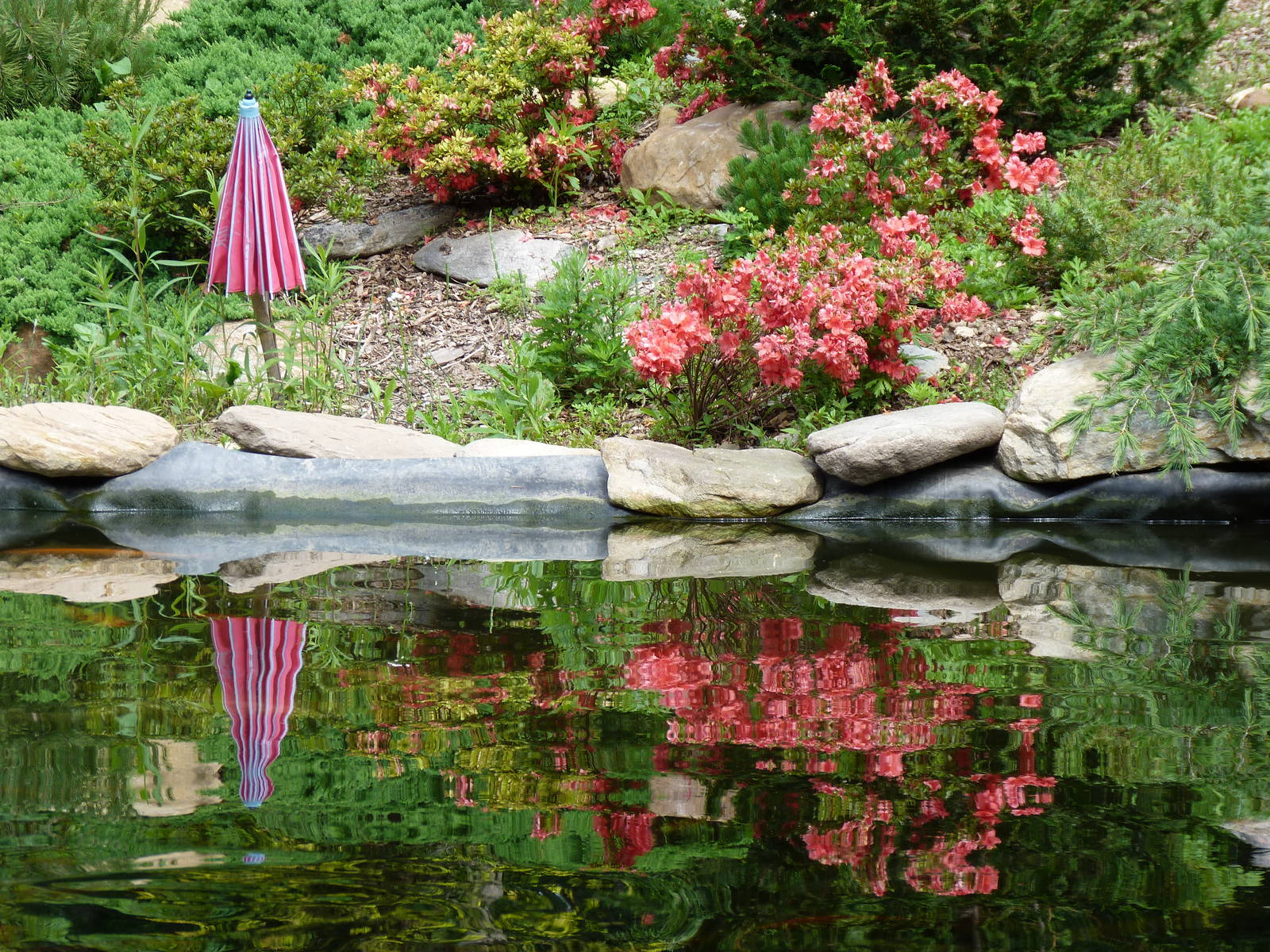 Catoctin Zoo -- Koi Pond
