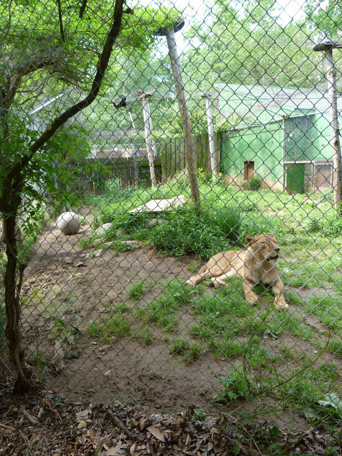 Catoctin Zoo -- Lion Exhibit