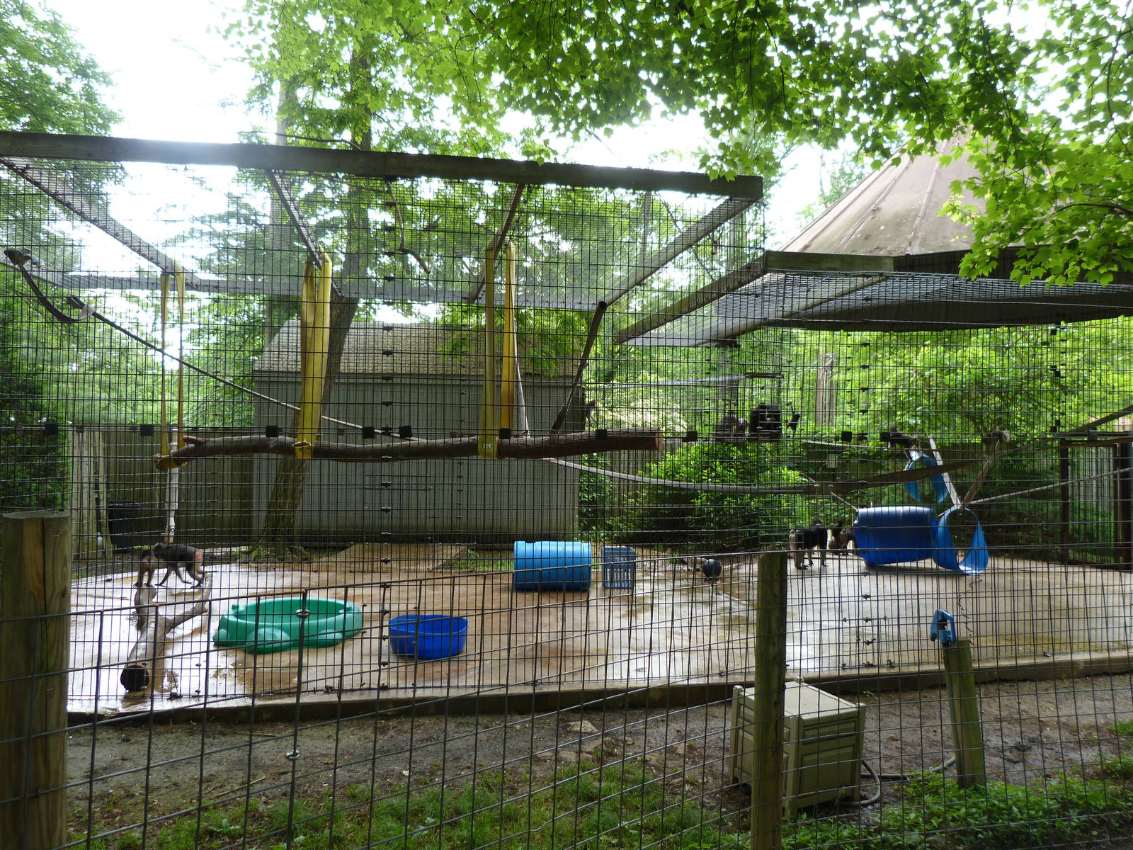 Catoctin Zoo - Ochreata Macaques Exhibit