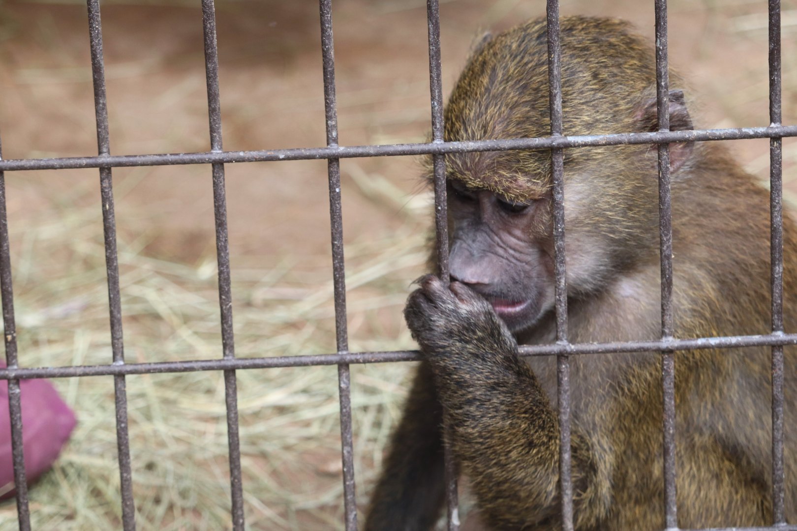 Catoctin Zoo - Olive Baboon