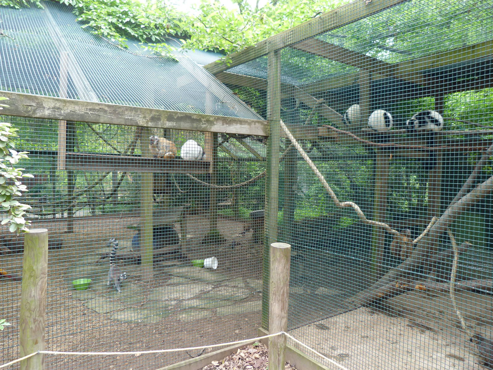 Catoctin Zoo -- One Side of Mixed Lemur Exhibit