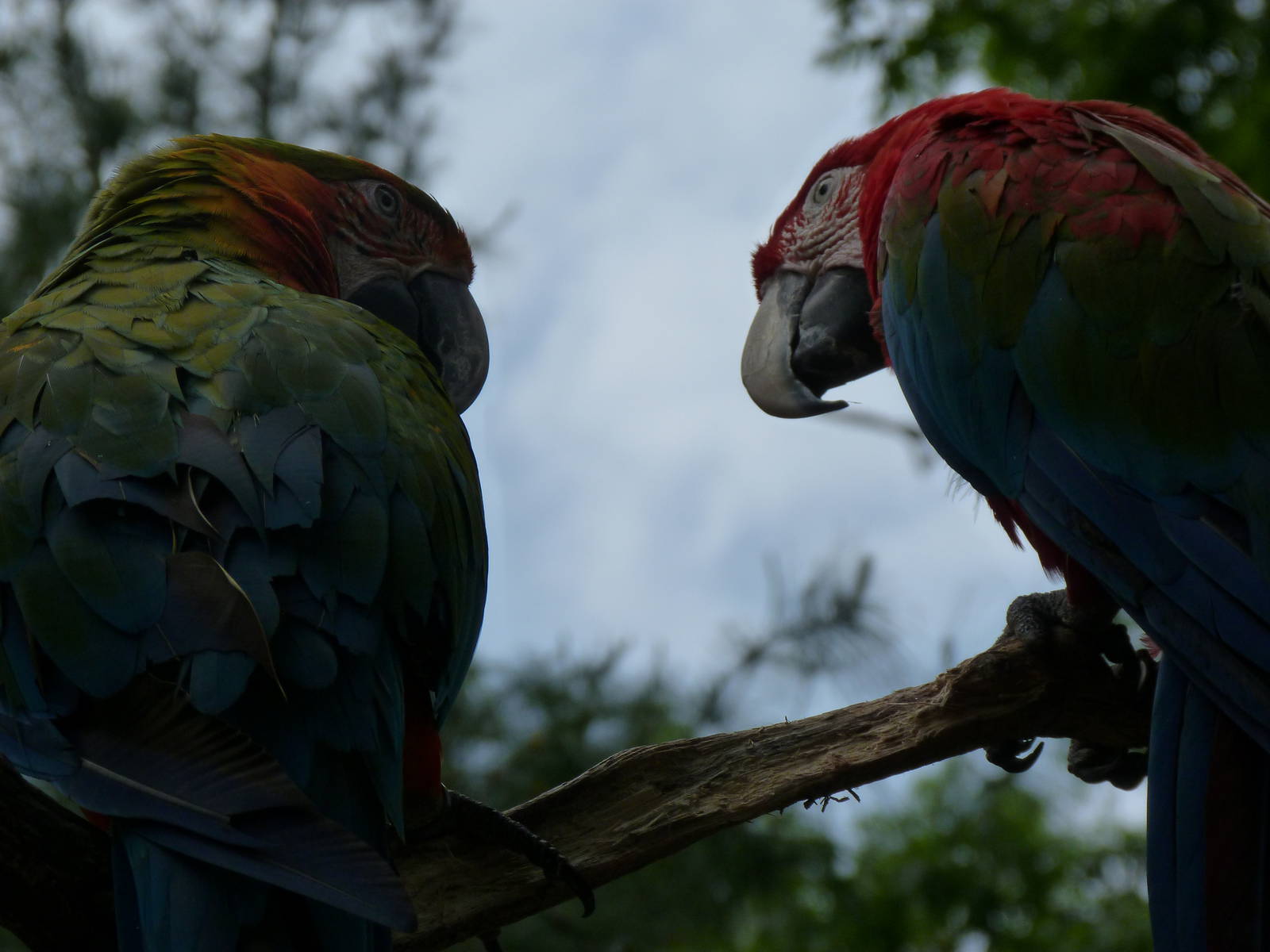 Catoctin Zoo -- Parrots Have a Chat