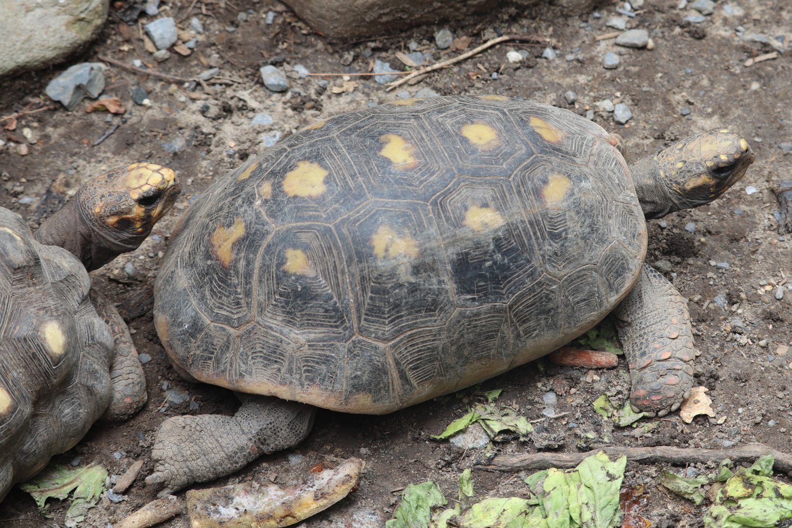 Catoctin Zoo - Red-Footed Tortoise