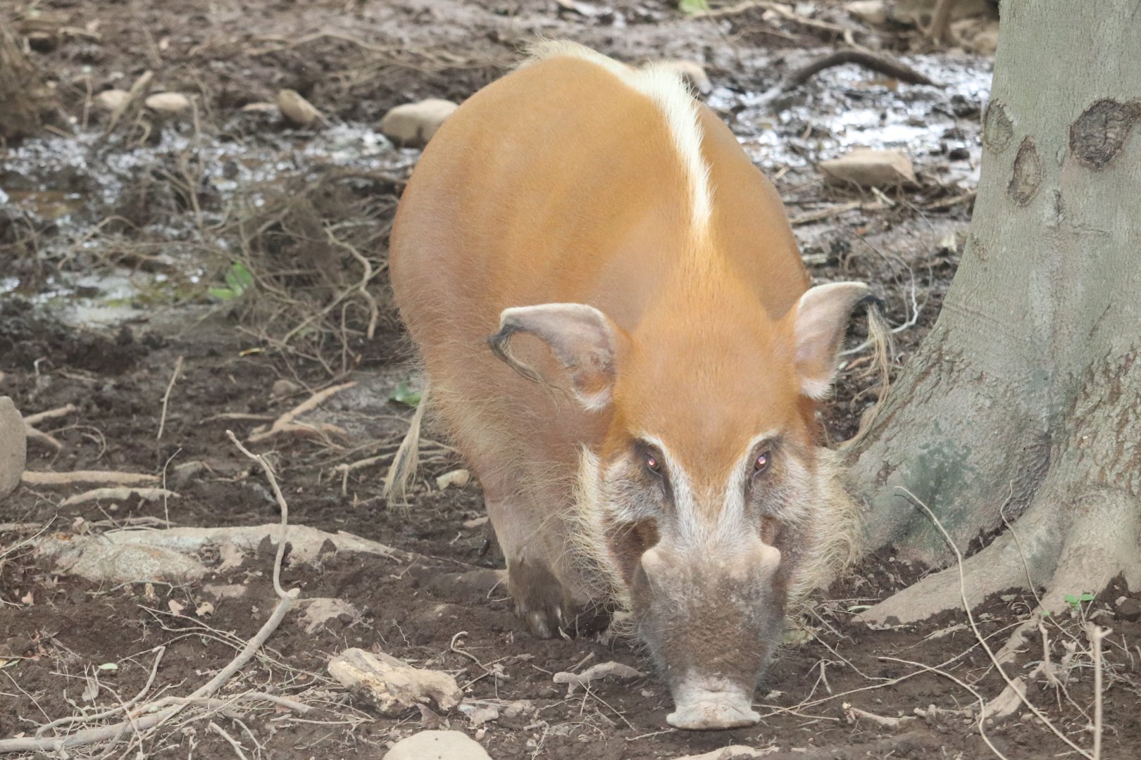 Catoctin Zoo - Red River Hog
