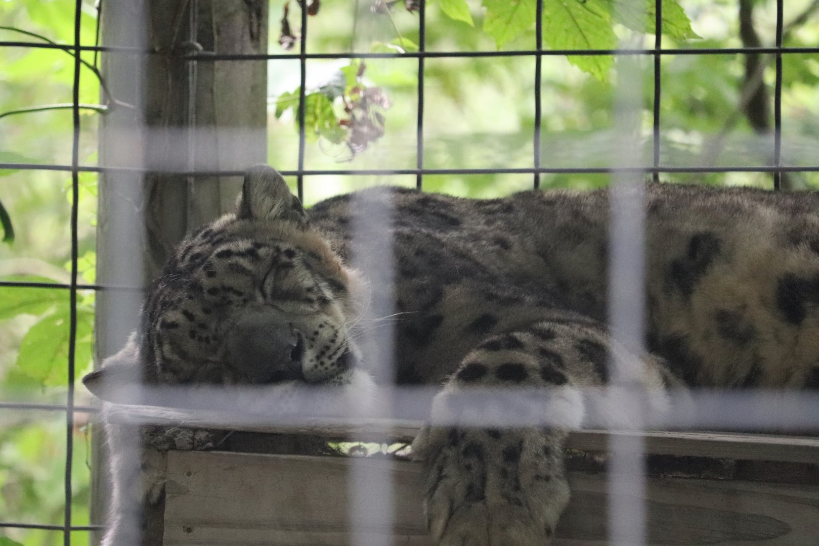 Catoctin Zoo - Snow Leopard