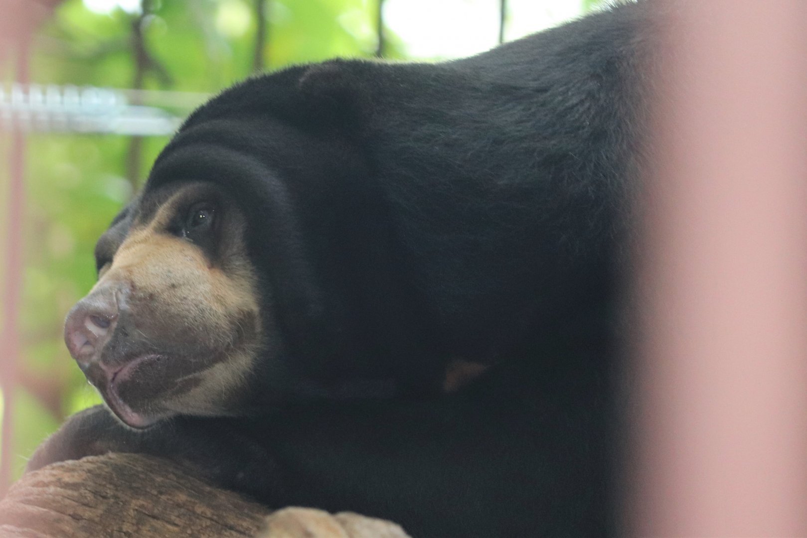 Catoctin Zoo - Sun Bear