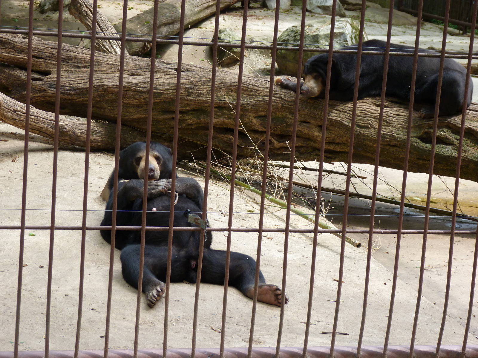 Catoctin Zoo -- Sun Bears