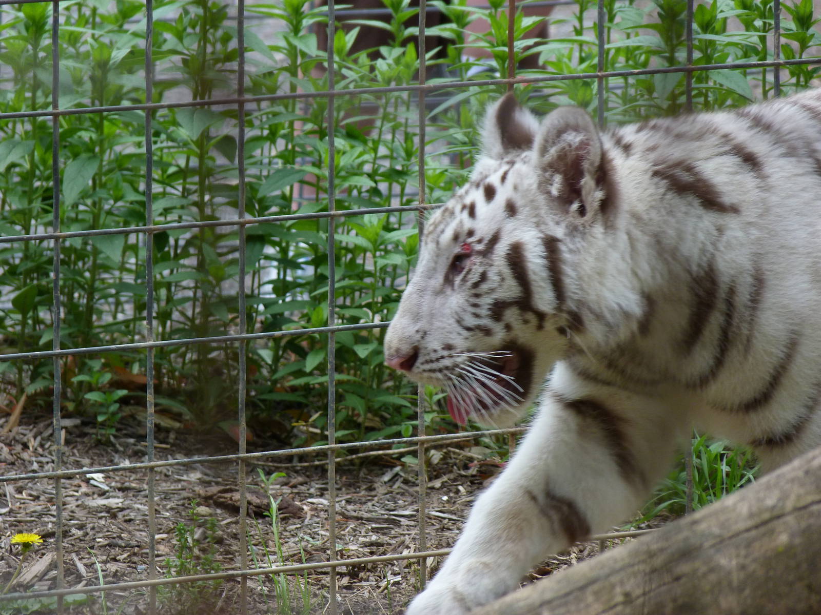 Catoctin Zoo -- White Tiger Cub