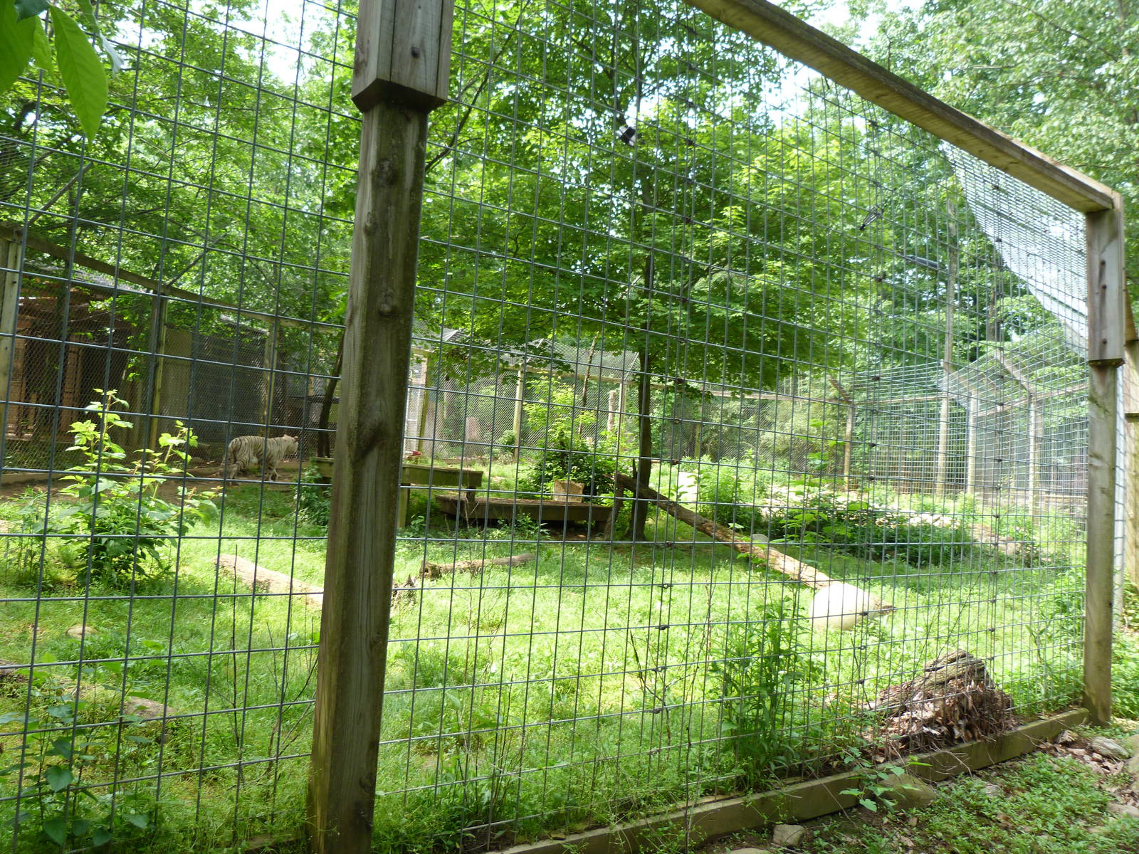 Catoctin Zoo -- White Tiger Exhibit