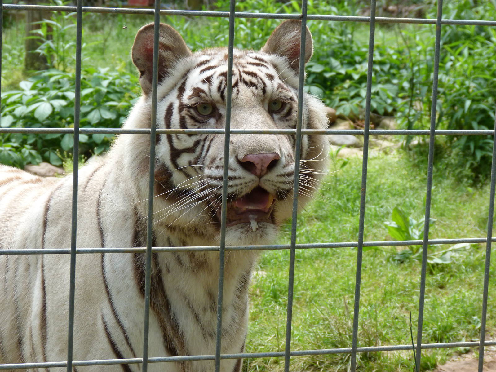 Catoctin Zoo -- White Tiger