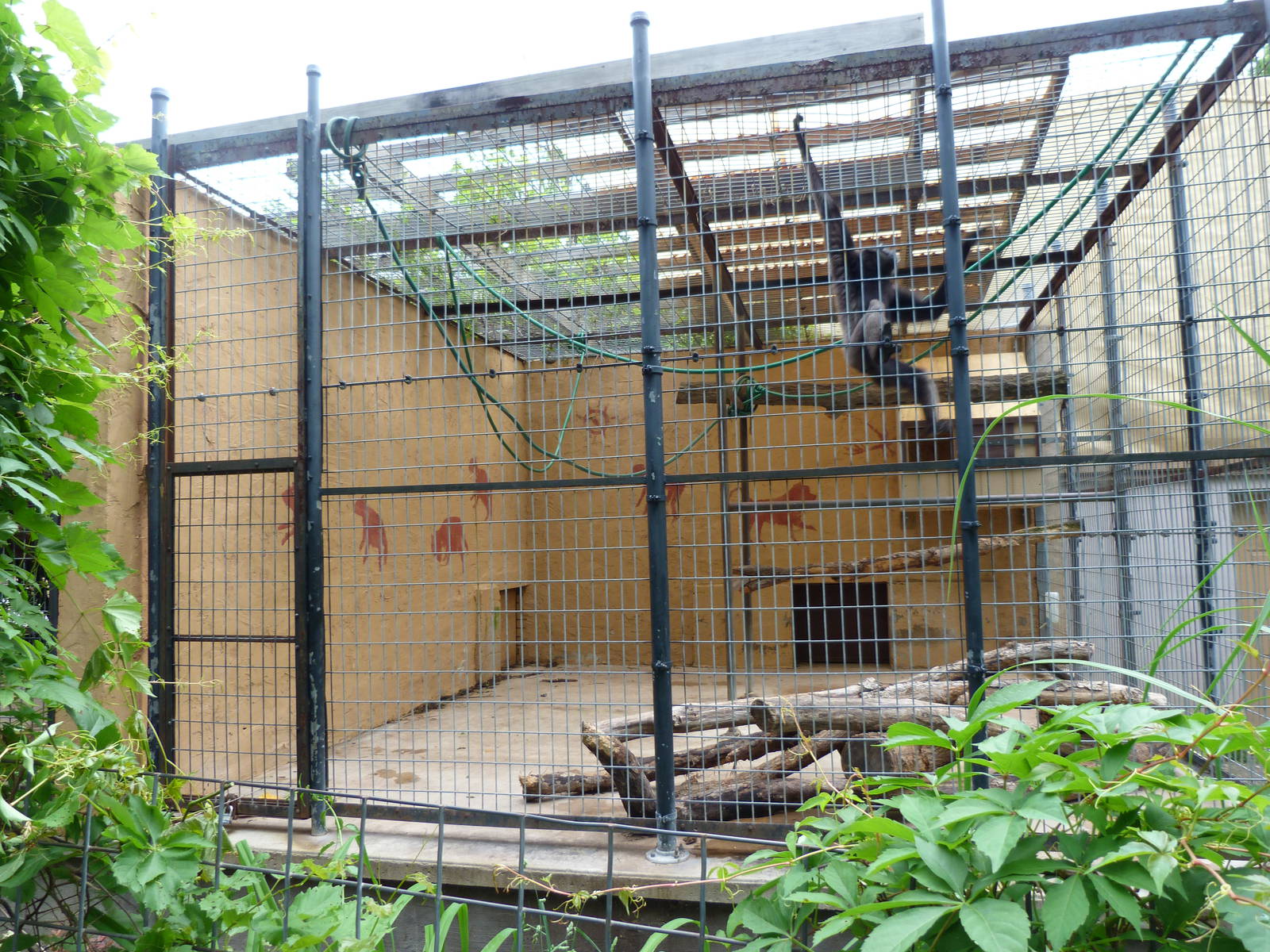 Catoctin Zoo -- Whited Handed Gibbon Exhibit