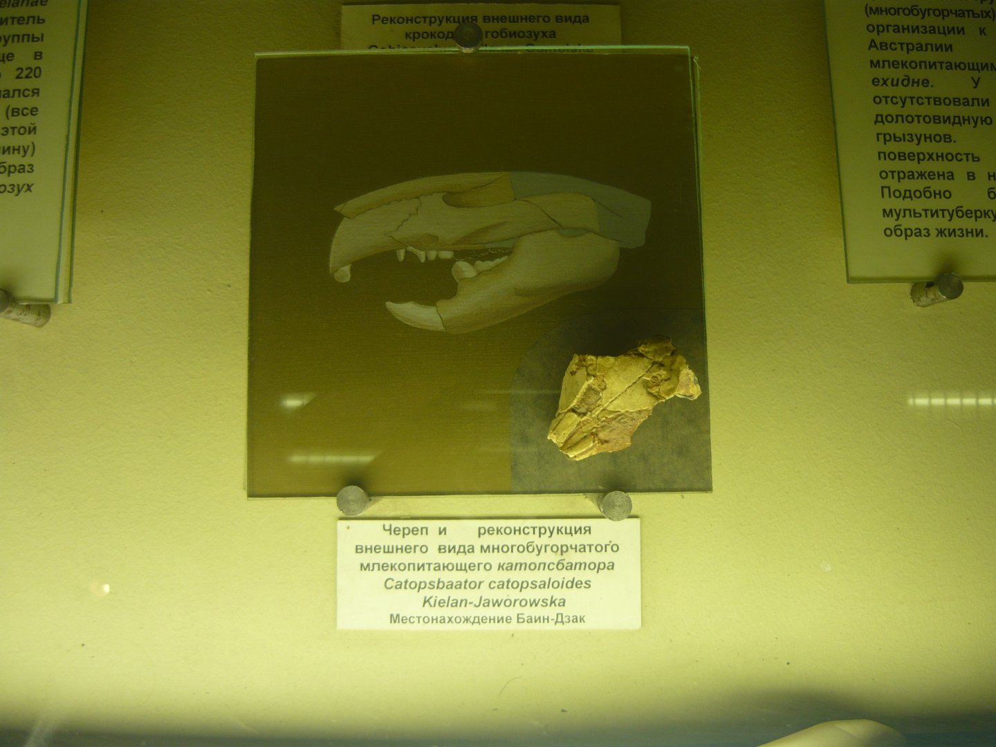 Catopsbaatar catopsaloides skull