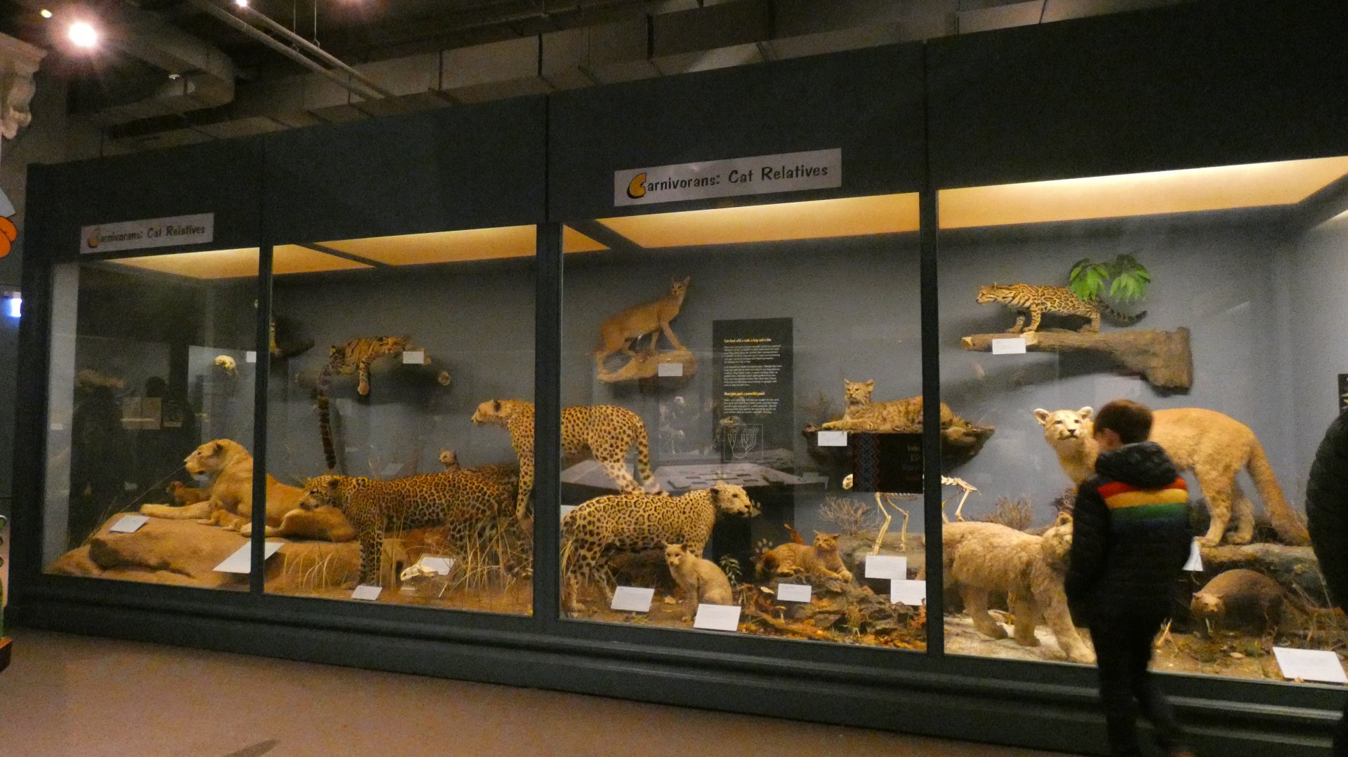 Cats, Animal Groups - Feb. 2022