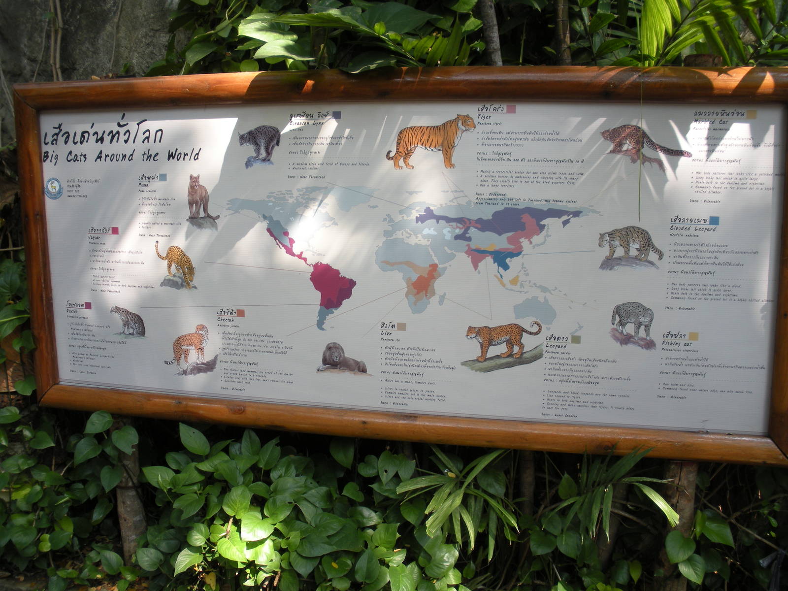 Cats around the World signage