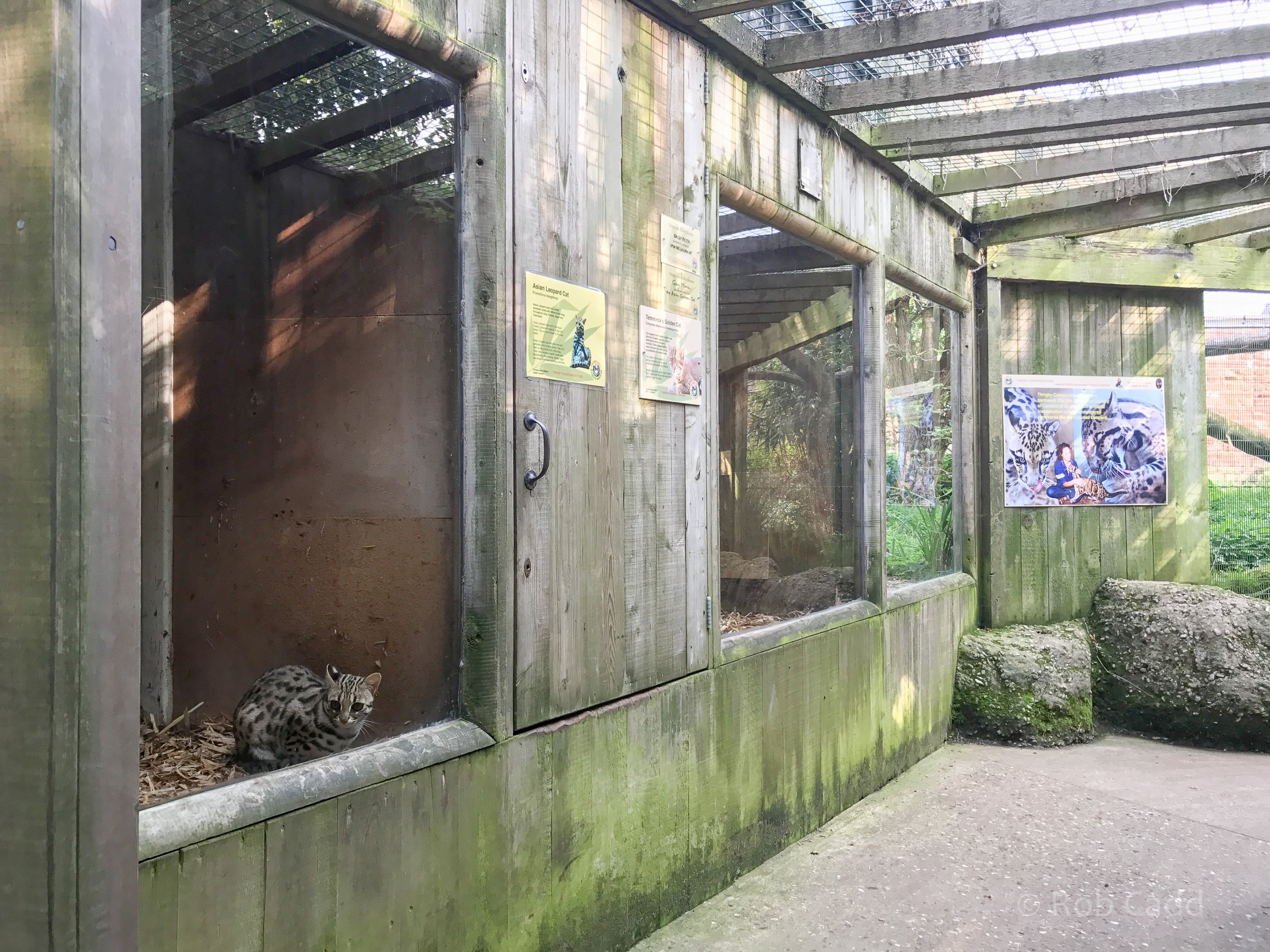 Cats Cloisters (part) : Thrigby Hall : 26 Sep 2017