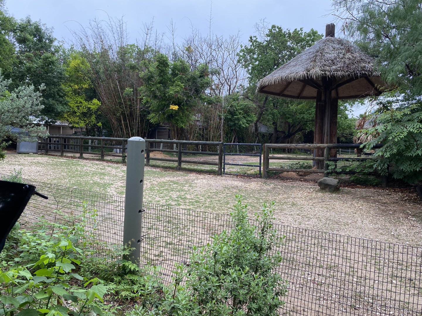 Cats, Hoofed Animals, and More- Radiated Tortoise Enclosure