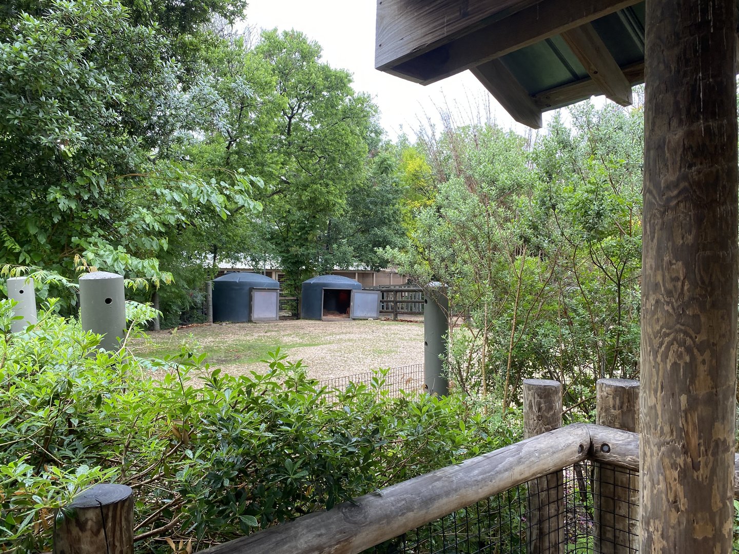 Cats, Hoofed Animals, and More- Radiated Tortoise Enclosure